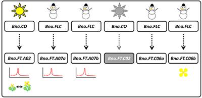 Regulation and Subfunctionalization of Flowering Time Genes in the Allotetraploid Oil Crop Brassica napus